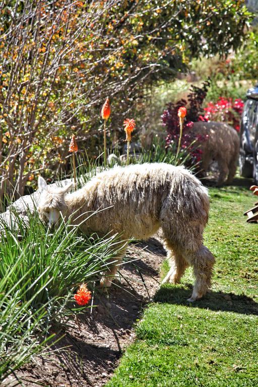 Tunupa Lodge Hotel Ollantaytambo Ngoại thất bức ảnh